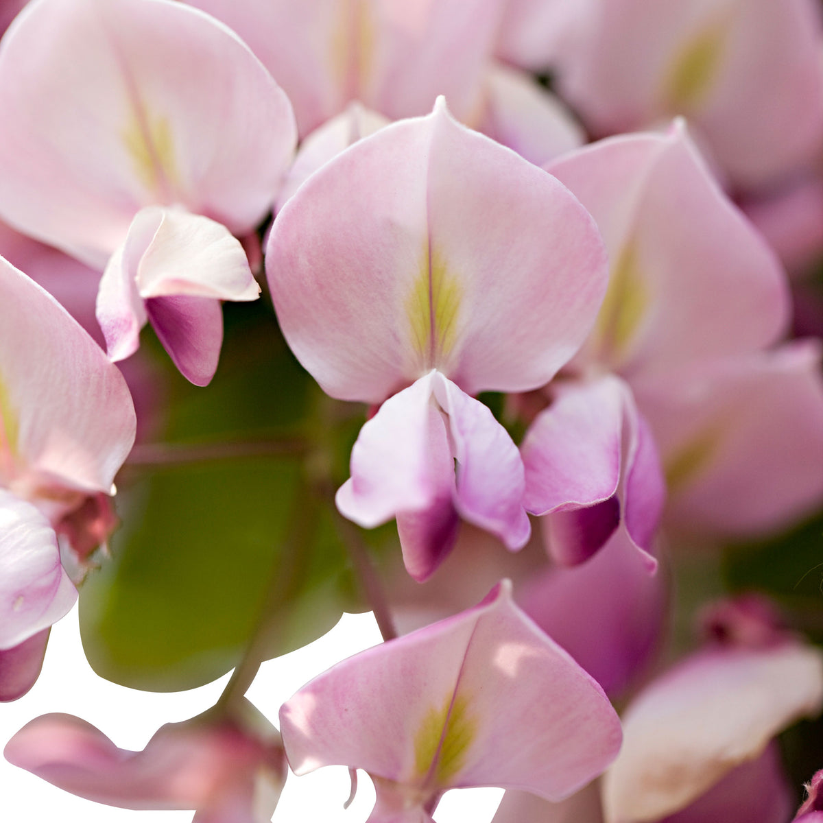 Wisteria 'Rosea' Pink - Hardy plant