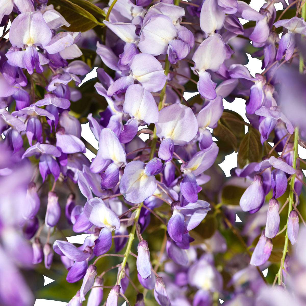 Chinese Wisteria 'Prolific' - Hardy plant