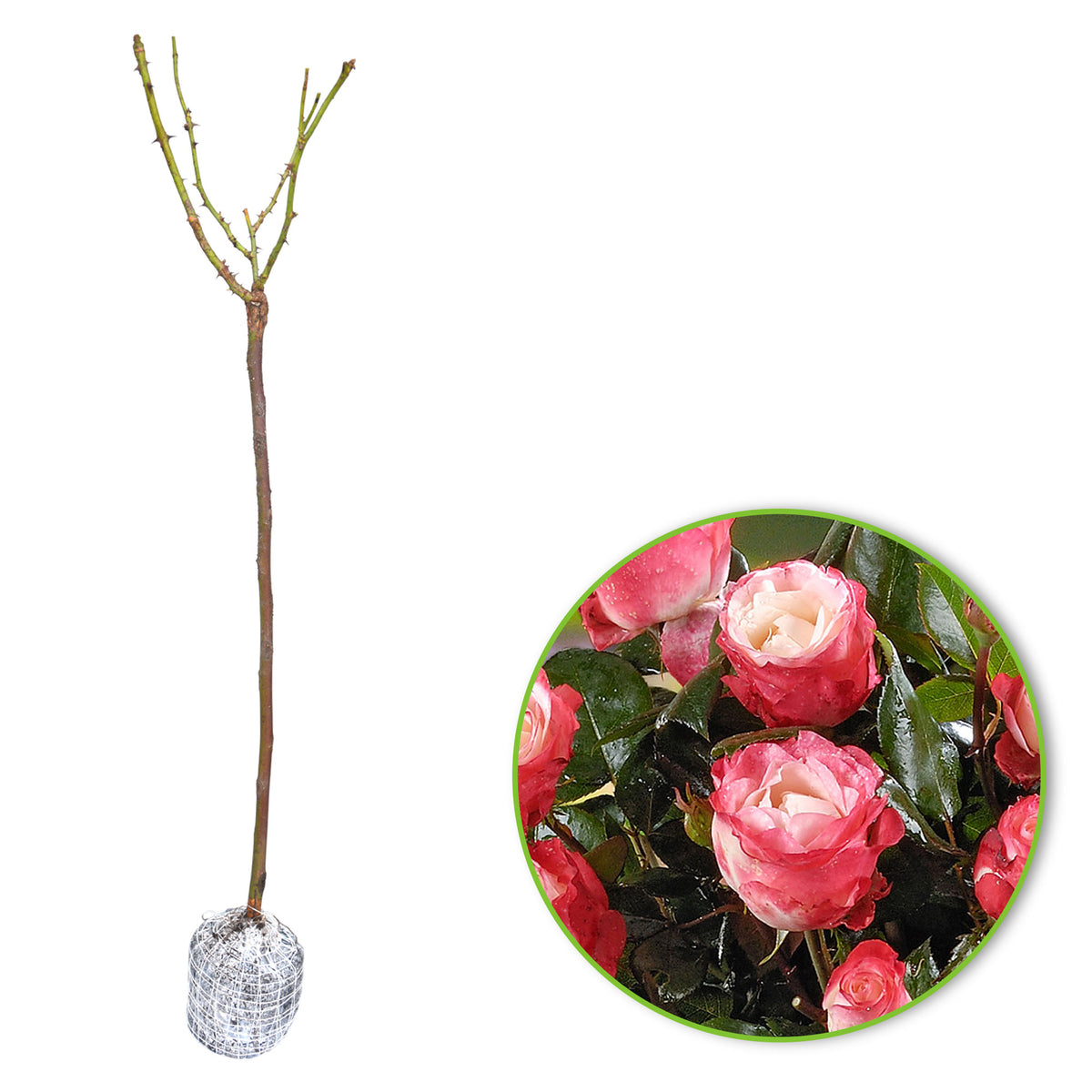 Standard tree rose Rosa 'Nostalgie'® Multicoloured - Hardy plant
