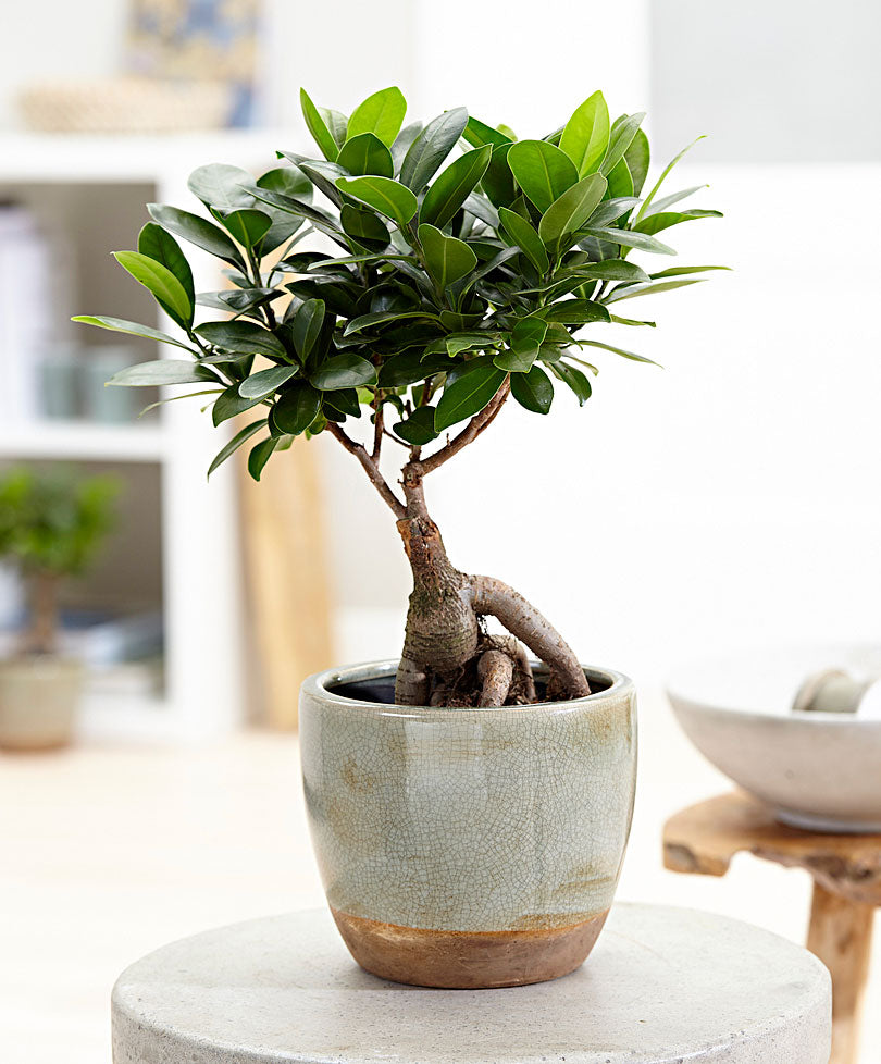 Ficus microcarpa 'Ginseng'