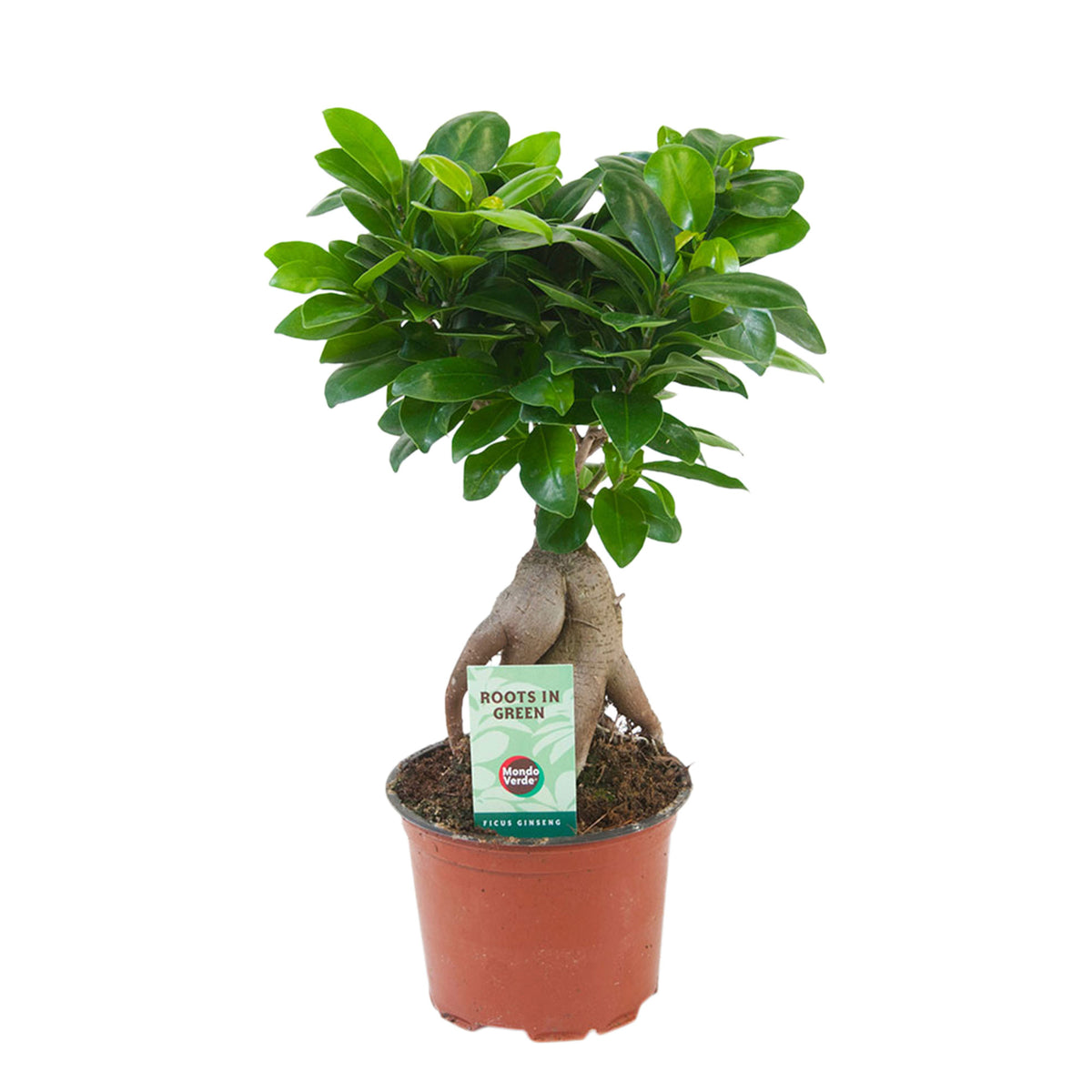 Ficus microcarpa 'Ginseng'
