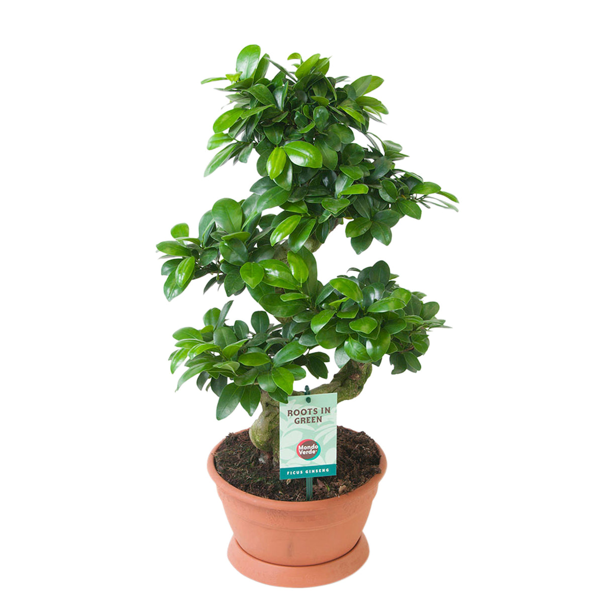 Bonsai Ficus 'Ginseng' S-shape
