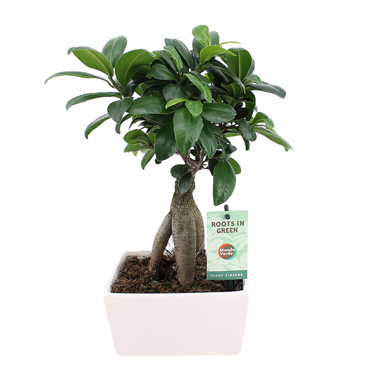 Bonsai Ficus 'Ginseng' including decorative white pot