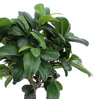 Bonsai Ficus 'Ginseng' including decorative white pot