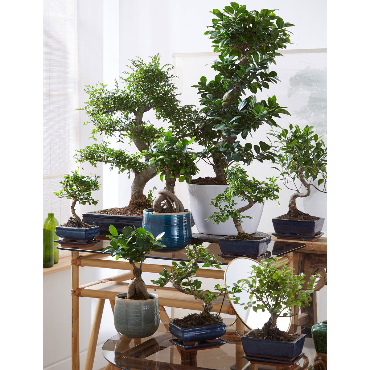Bonsai Ficus 'Ginseng' S-shape XL including decorative white pot