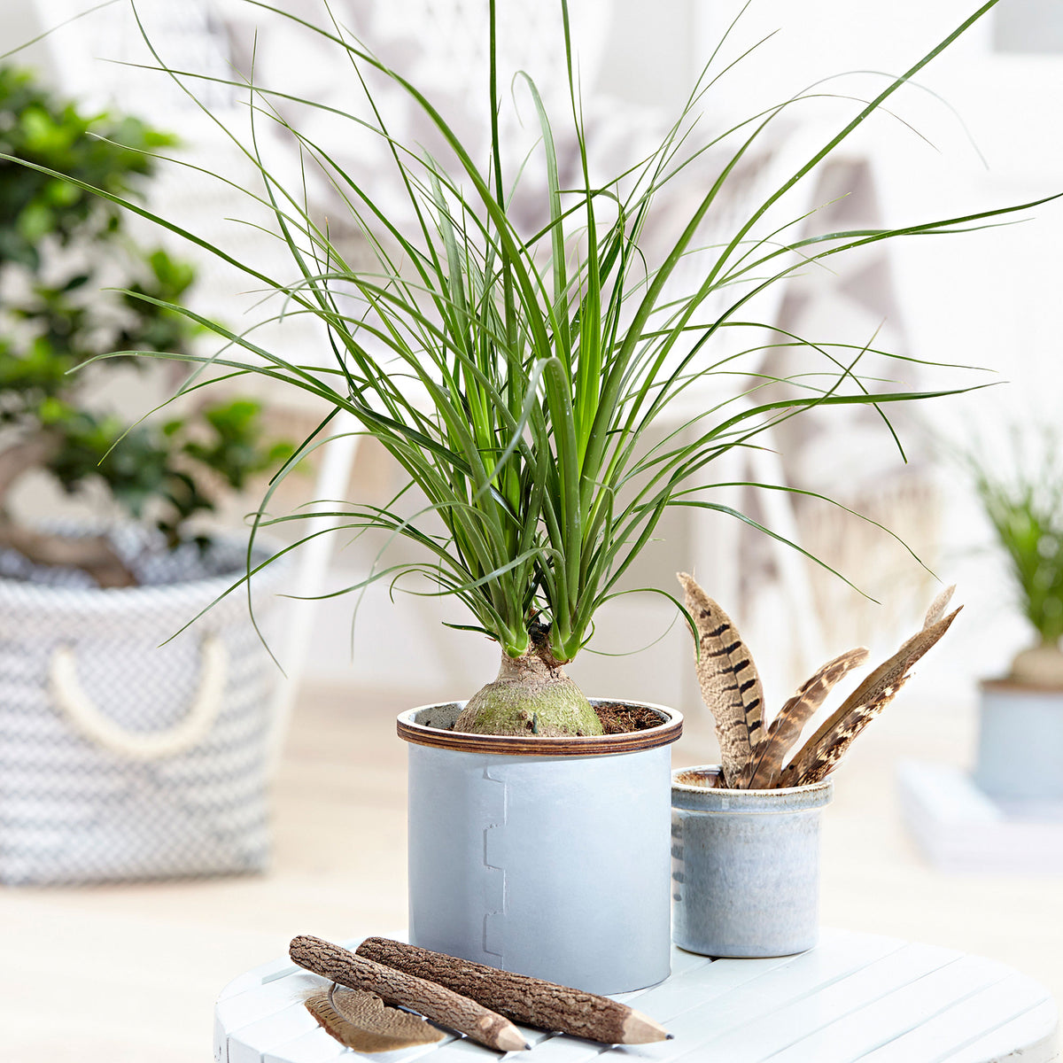 Ponytail palm Beaucarnea recurvata short stem