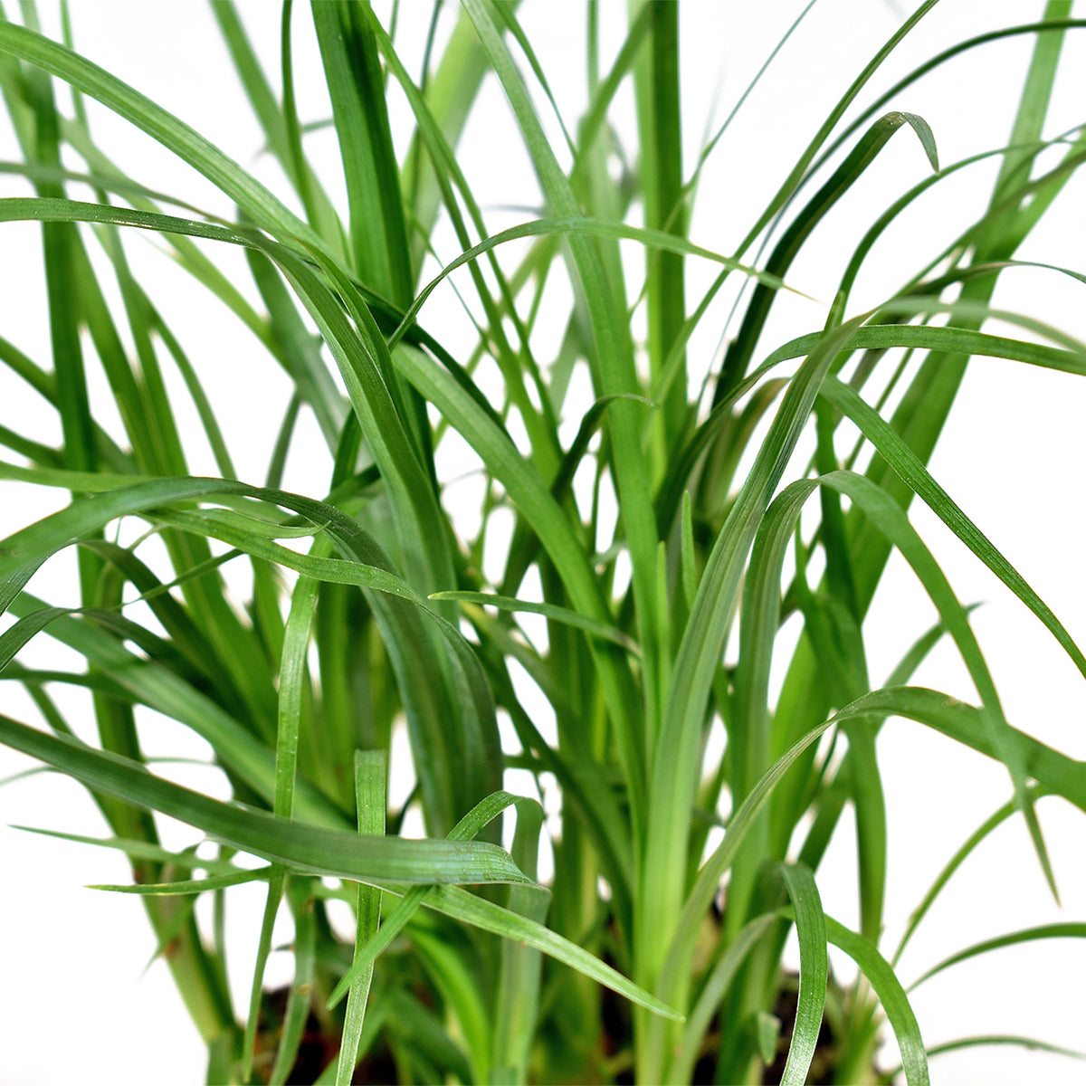 Ponytail palm Beaucarnea recurvata short stem