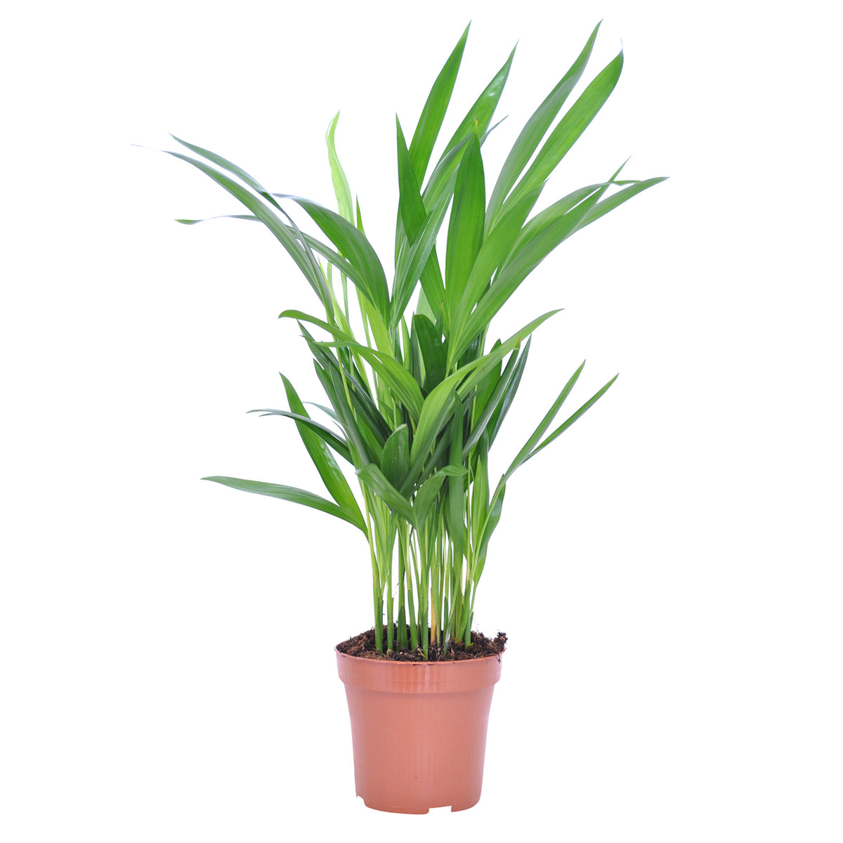 Areca palm Dypsis lutescens