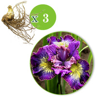 3x Siberian iris 'How Audacious' purple-white-yellow - Bare rooted - Hardy plant