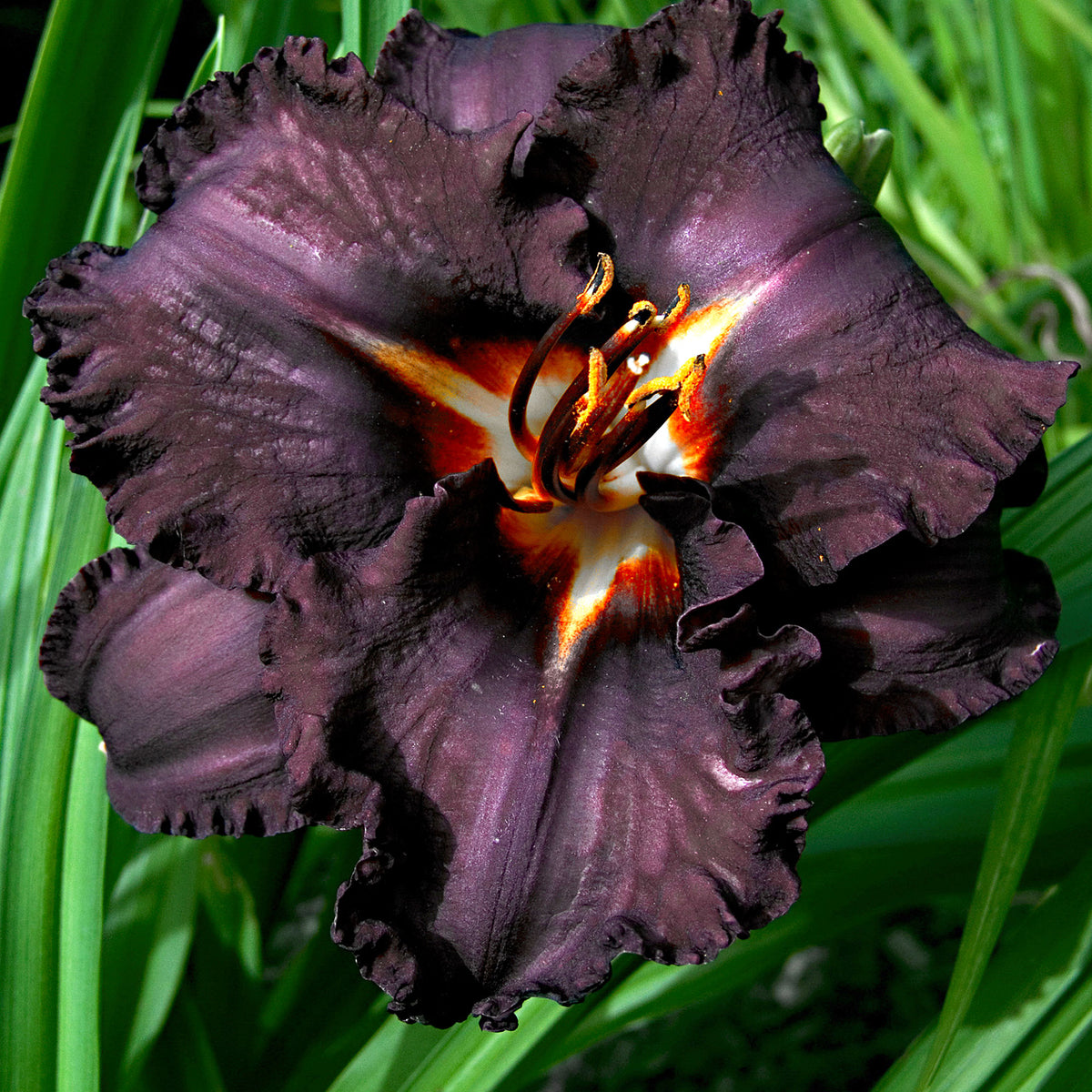3x Lily Hemerocallis 'Black Magic' purple - Bare rooted - Hardy plant