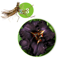 3x Lily Hemerocallis 'Black Magic' purple - Bare rooted - Hardy plant