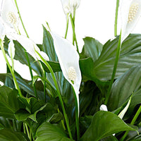 Peace lily Spathiphyllum 'Pearl Cupido' White incl. decorative pot