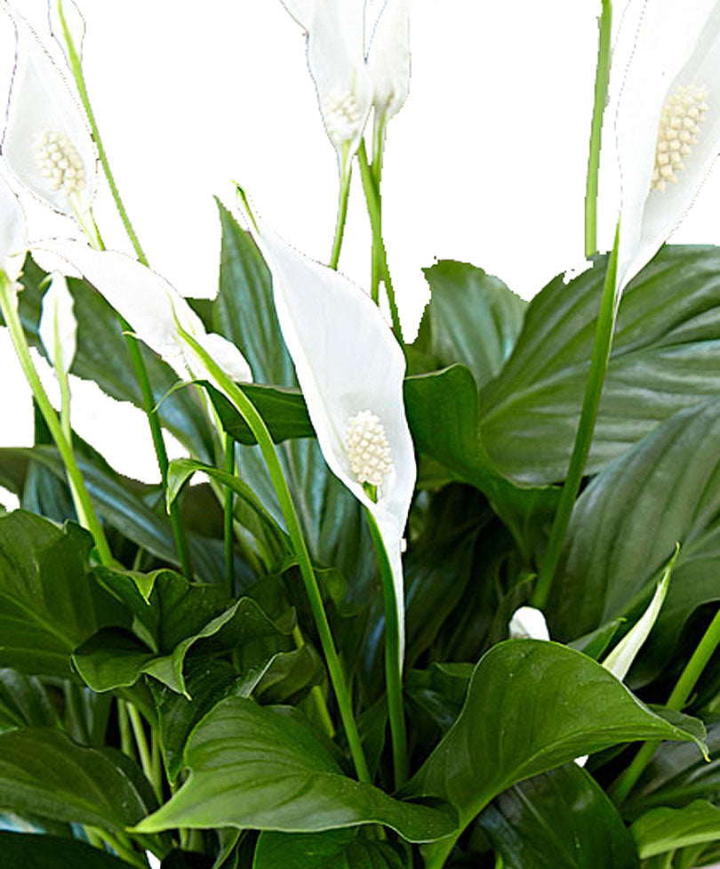 cupido peace lily Peace lily Spathiphyllum 'Pearl Cupido' White incl. decorative pot
