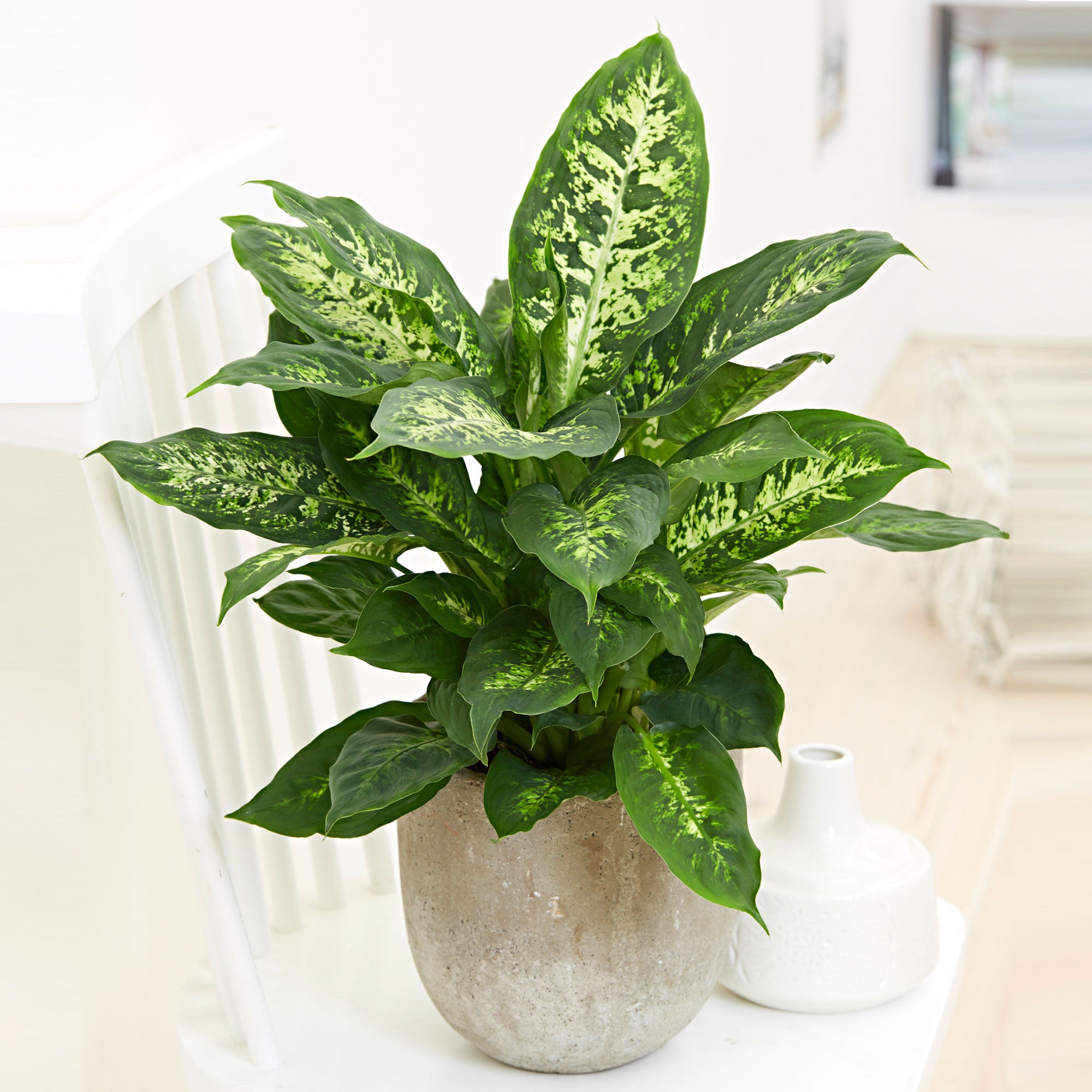 dieffenbachia compacta ingrijire Dieffenbachia 'Compacta'