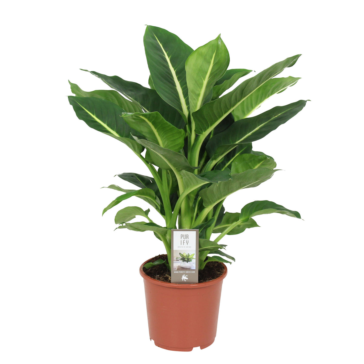 Dieffenbachia 'Green Magic'