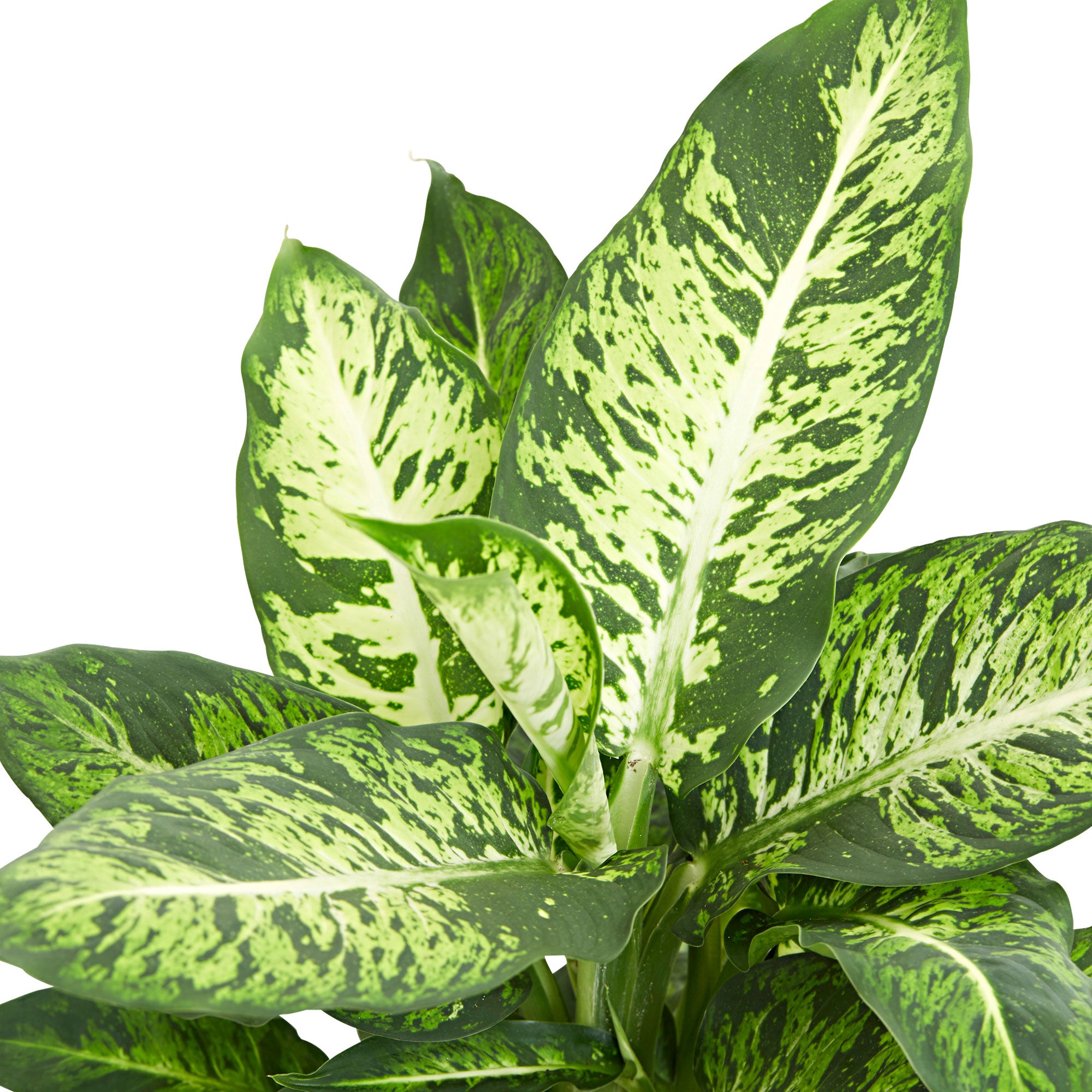 dieffenbachia sublime Buy house plants now Dieffenbachia 'Sublime'