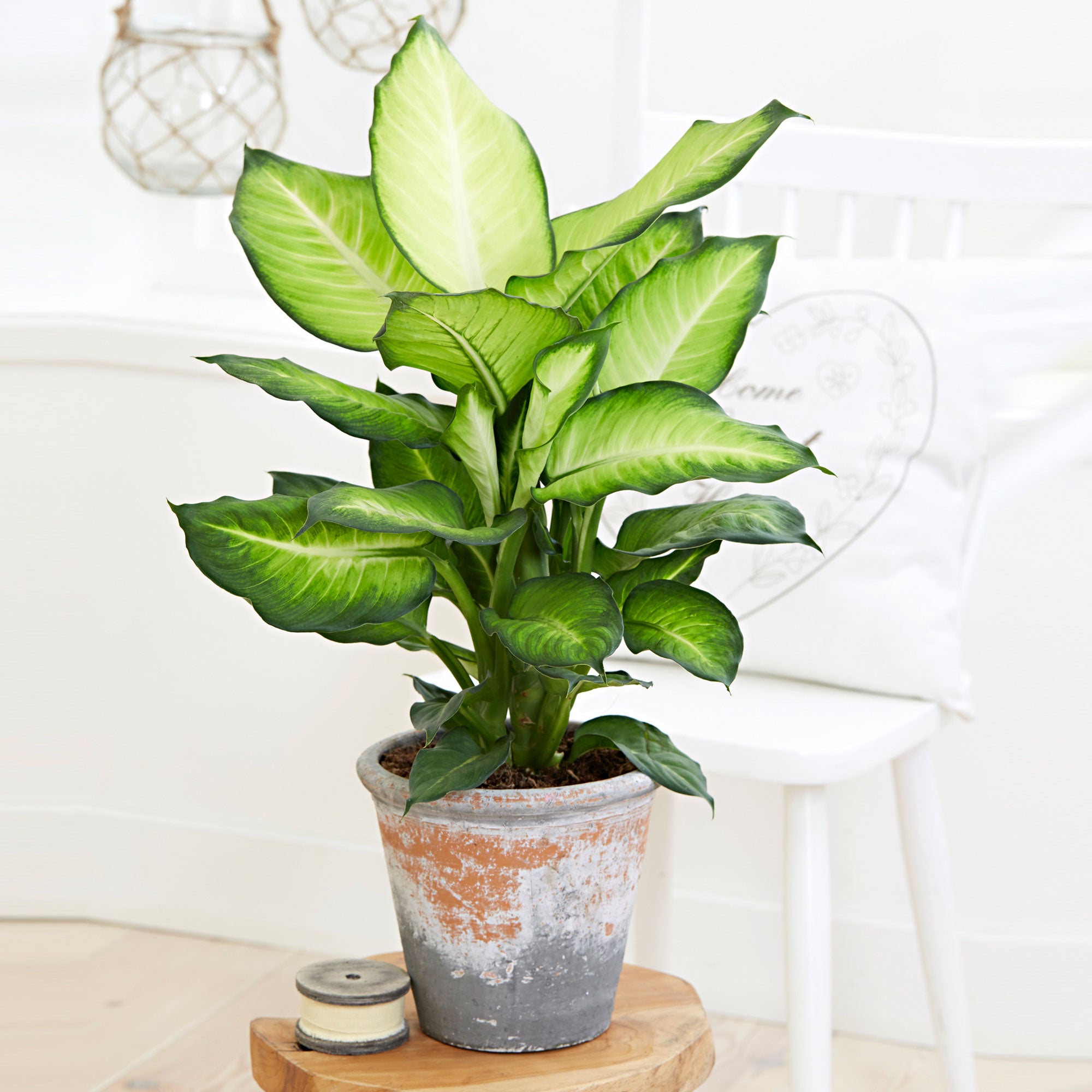 dieffenbachia maculata 'summer style' Dieffenbachia 'Summer Style'