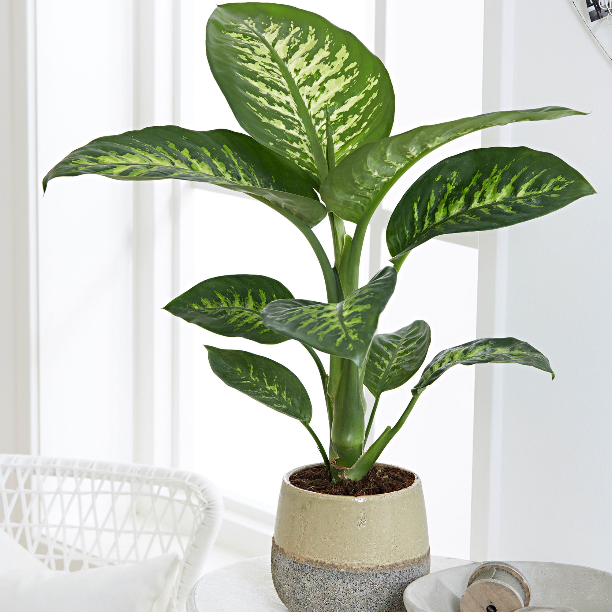 dieffenbachia amoena 'tropic snow' Buy house plants now Dieffenbachia 'Tropic Snow'