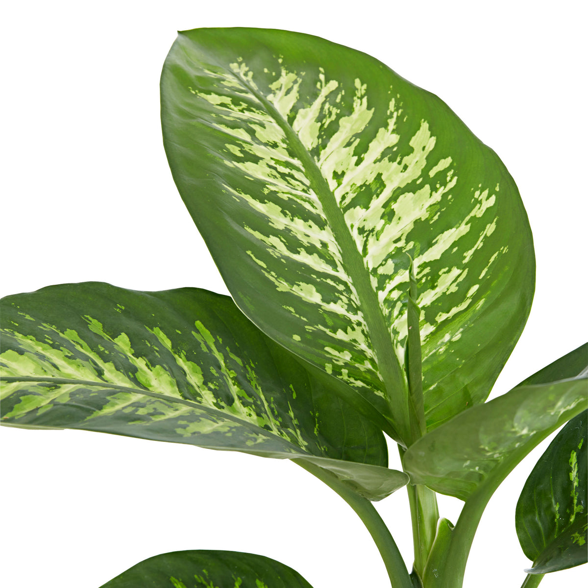 Dieffenbachia 'Tropic Snow'