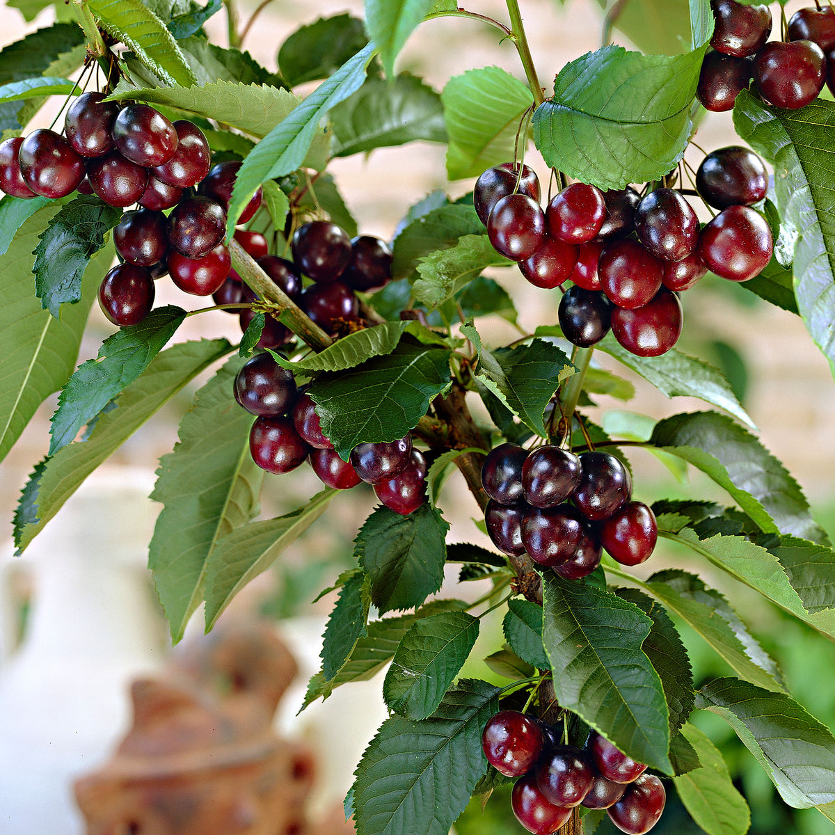 Dwarf cherry Prunus 'Musketiers Athos'® - Hardy plant