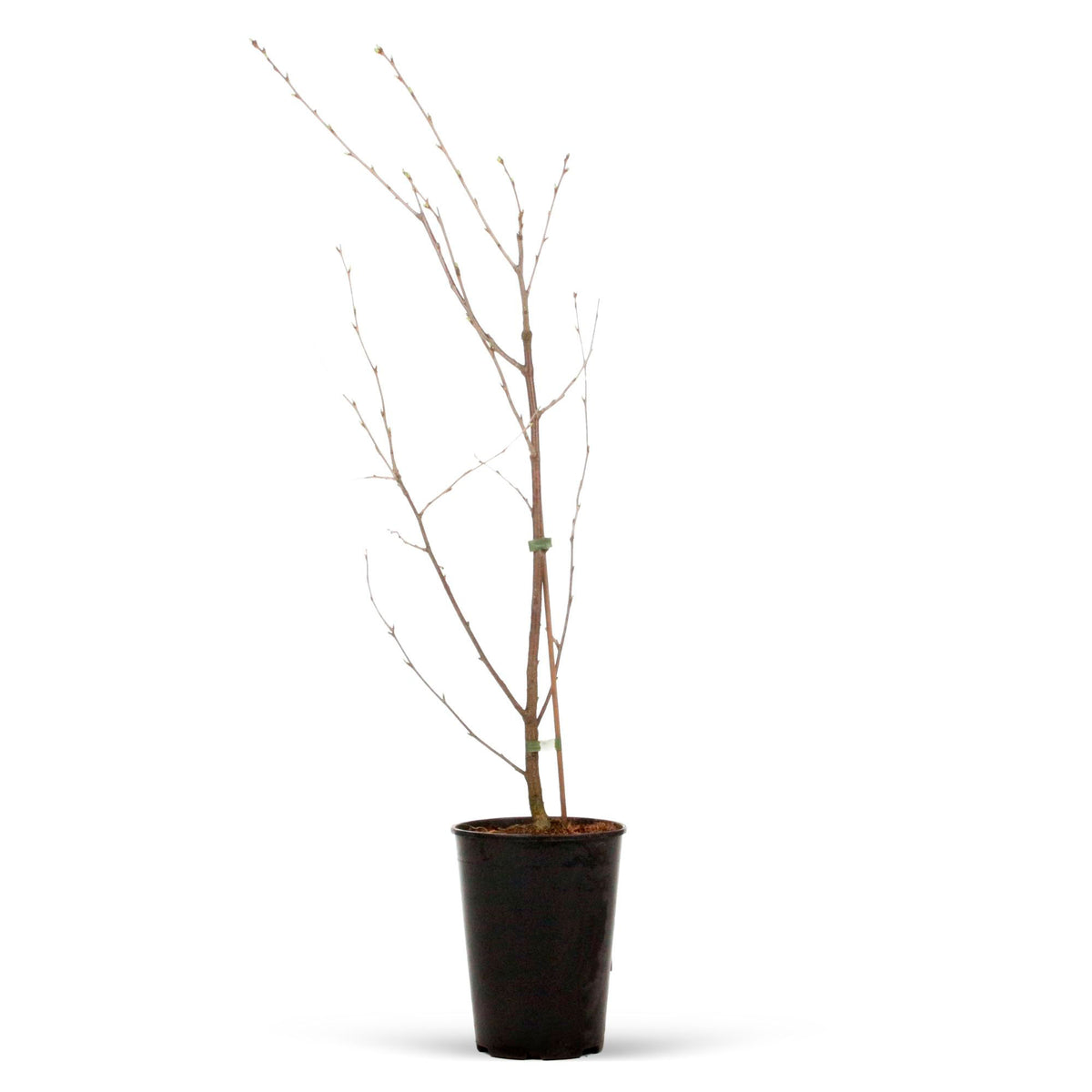 Dwarf cherry Prunus 'Musketiers Athos'® - Hardy plant
