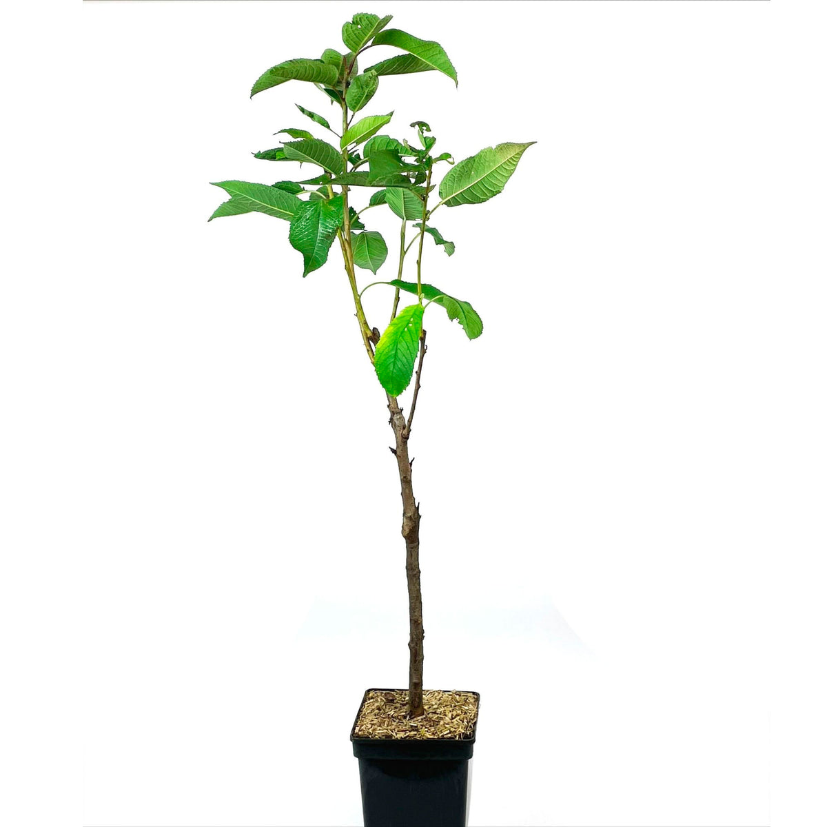 Columnar cherry tree ‘Sylvia‘ - Hardy plant