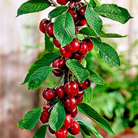 Columnar cherry tree ‘Sylvia‘ - Hardy plant