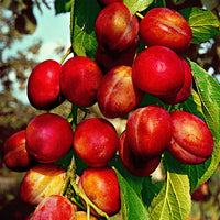 Plum tree ‘Victoria‘, green-red - Hardy plant