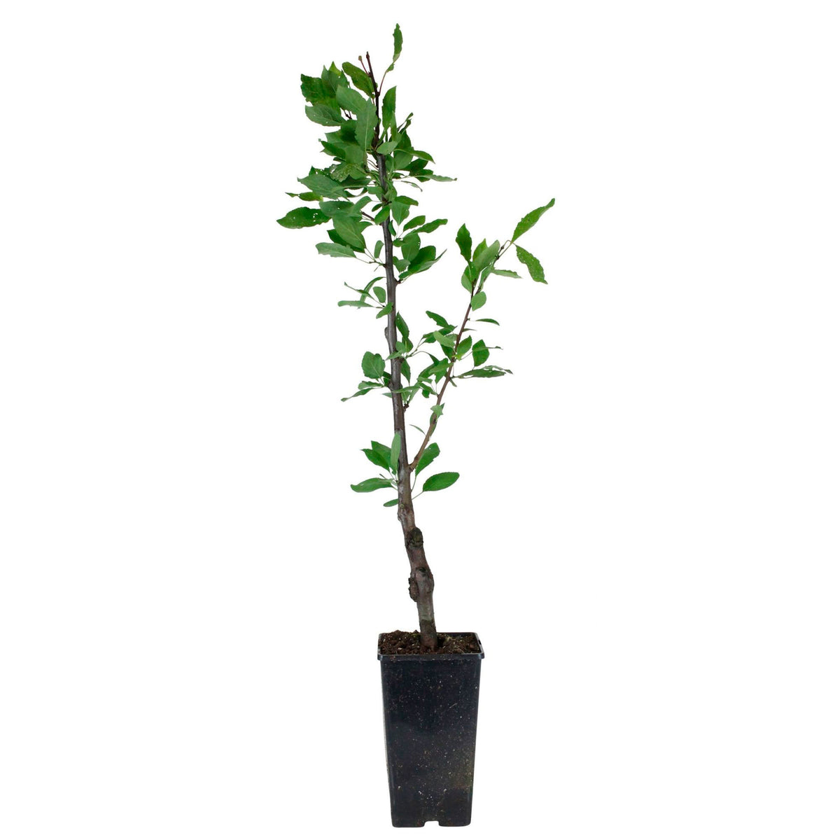 Plum tree ‘Victoria‘, green-red - Hardy plant