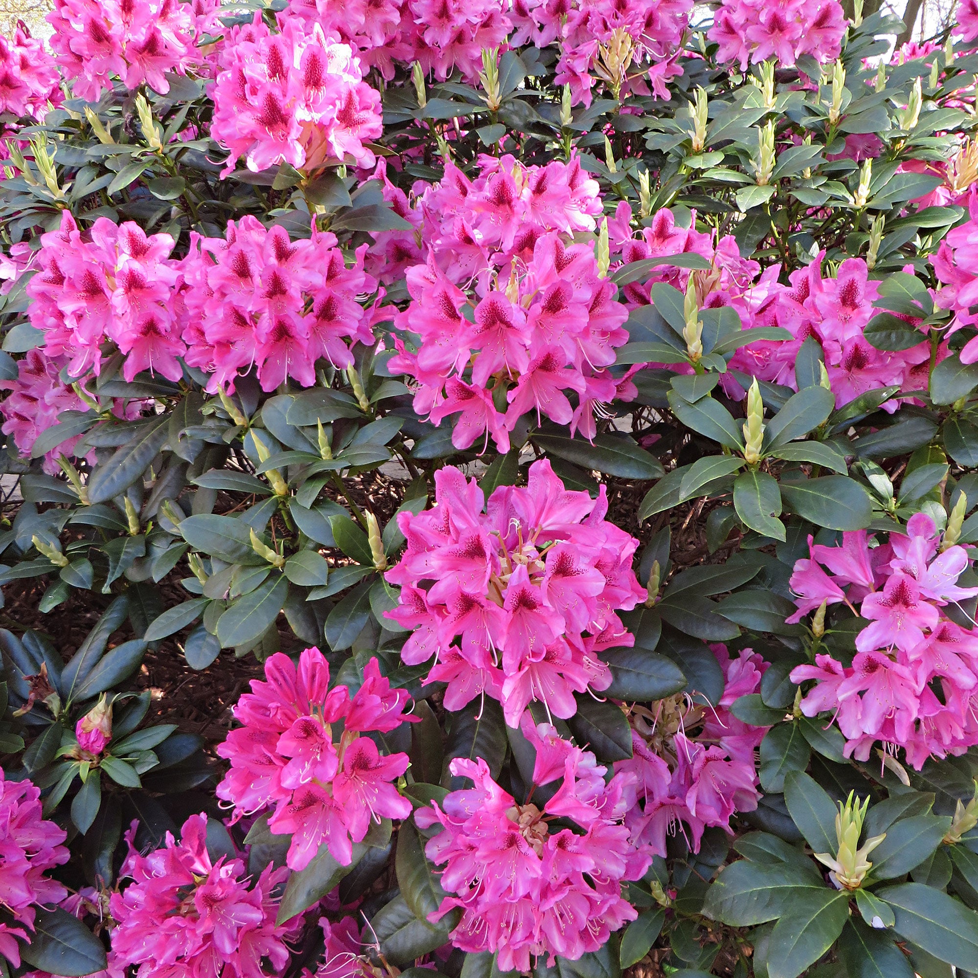 Buy ornamental shrubs now Rhododendron 'Nova Zembla' pink - Hardy plant