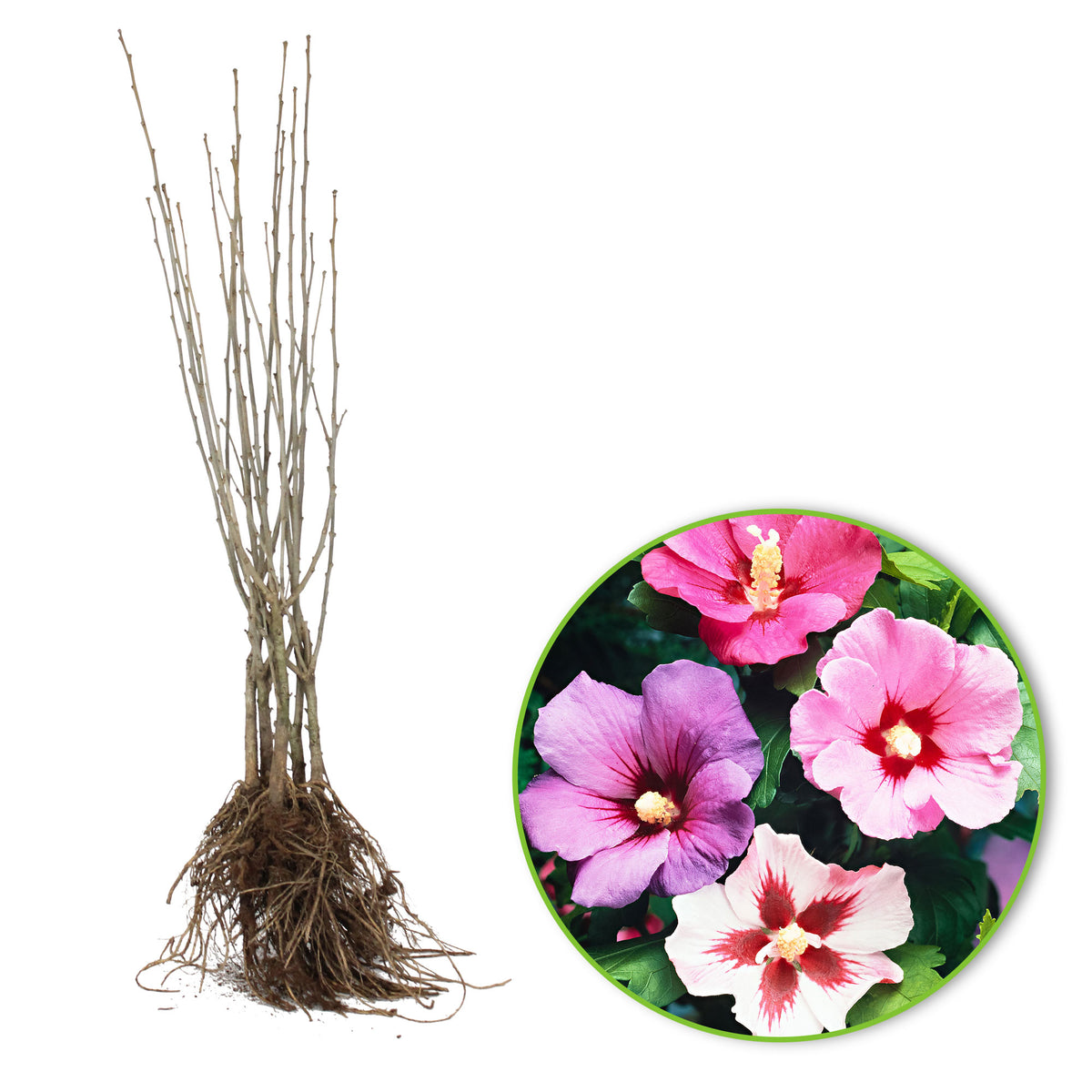 Hibiscus - Hardy plant