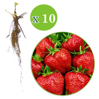 10x Strawberry Fragaria 'Gigantella Maxim' red - Bare rooted