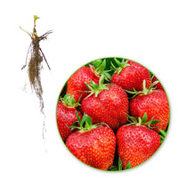 10x Strawberry Fragaria 'Ostara' red - Bare rooted