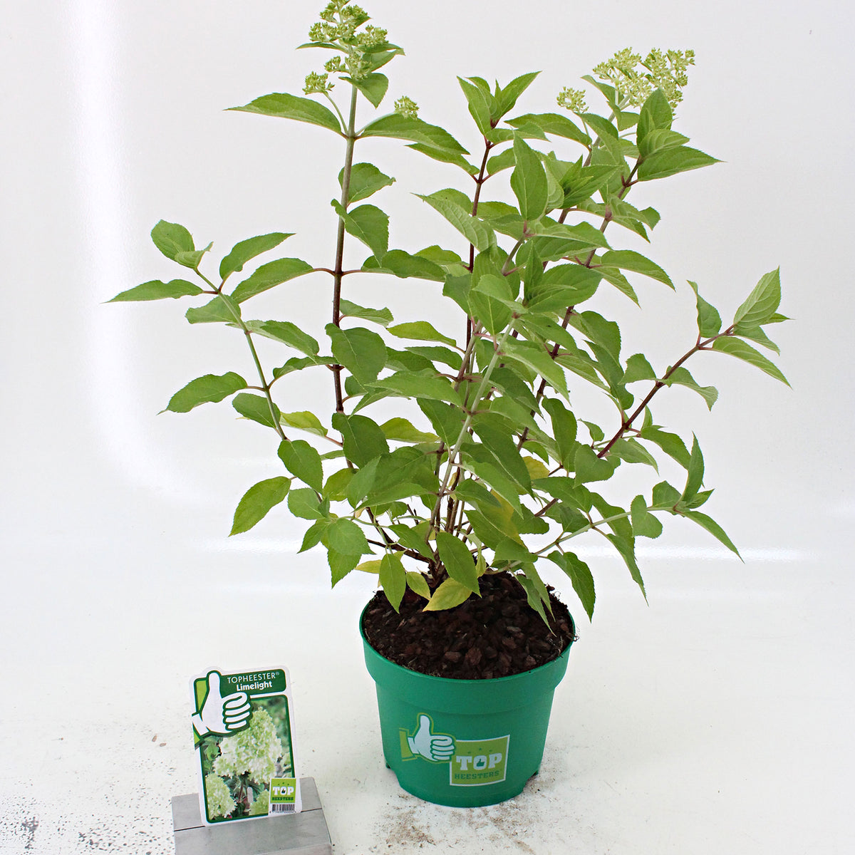 Panicle Hydrangea 'Limelight' White - Hardy plant
