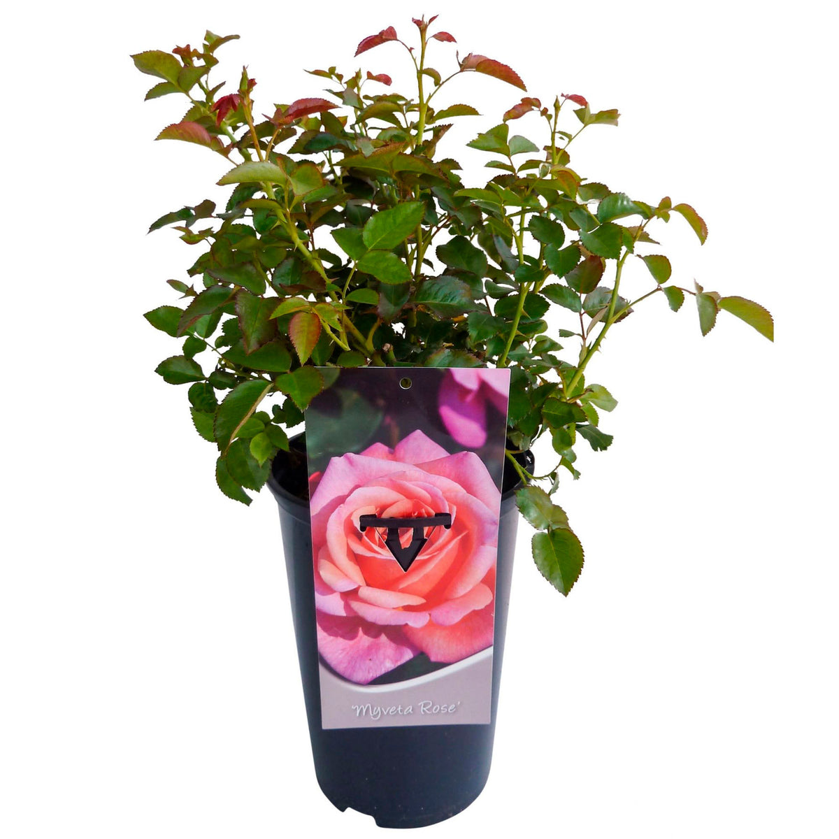 Rose Rosa 'Myveta'® Pink - Hardy plant