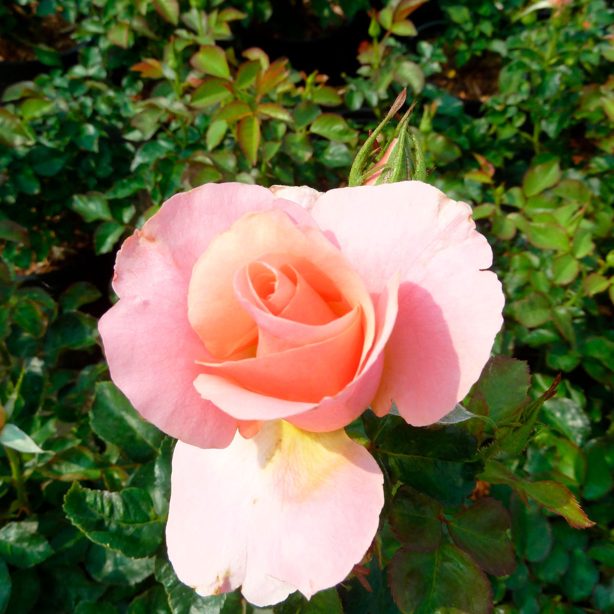 Rose Rosa 'Myveta'® Pink - Hardy plant