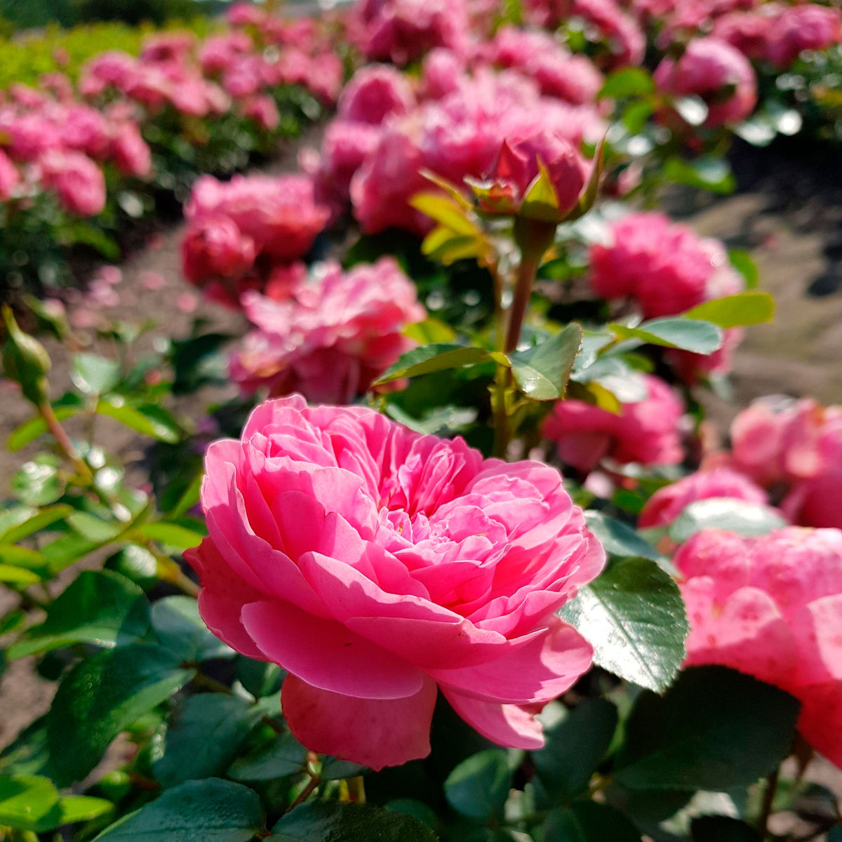 Rose Rosa 'Leonardo da Vinci'® Pink - Hardy plant
