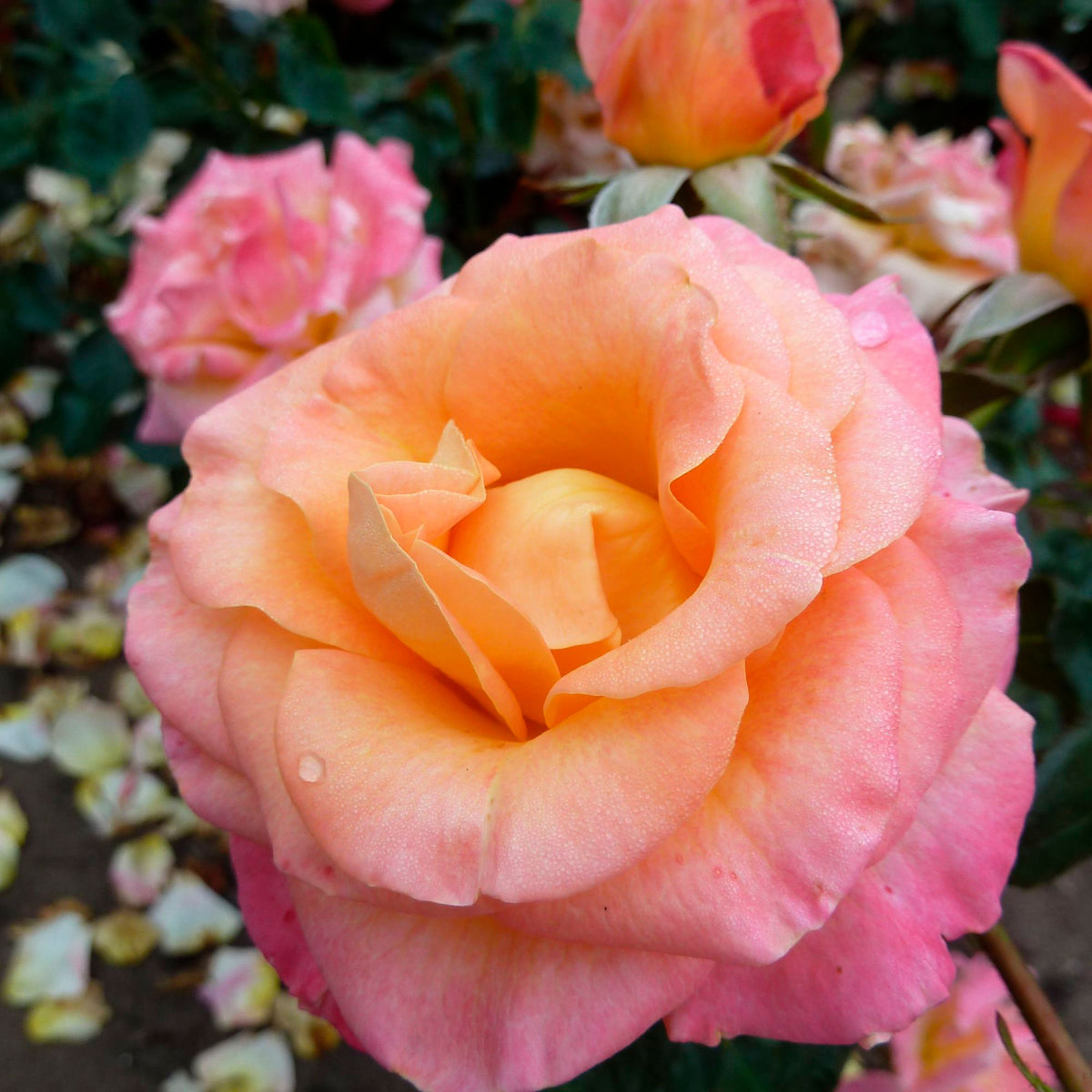 Large-flowered rose Rosa 'Britannia'® Salmon Pink-Pink - Hardy plant