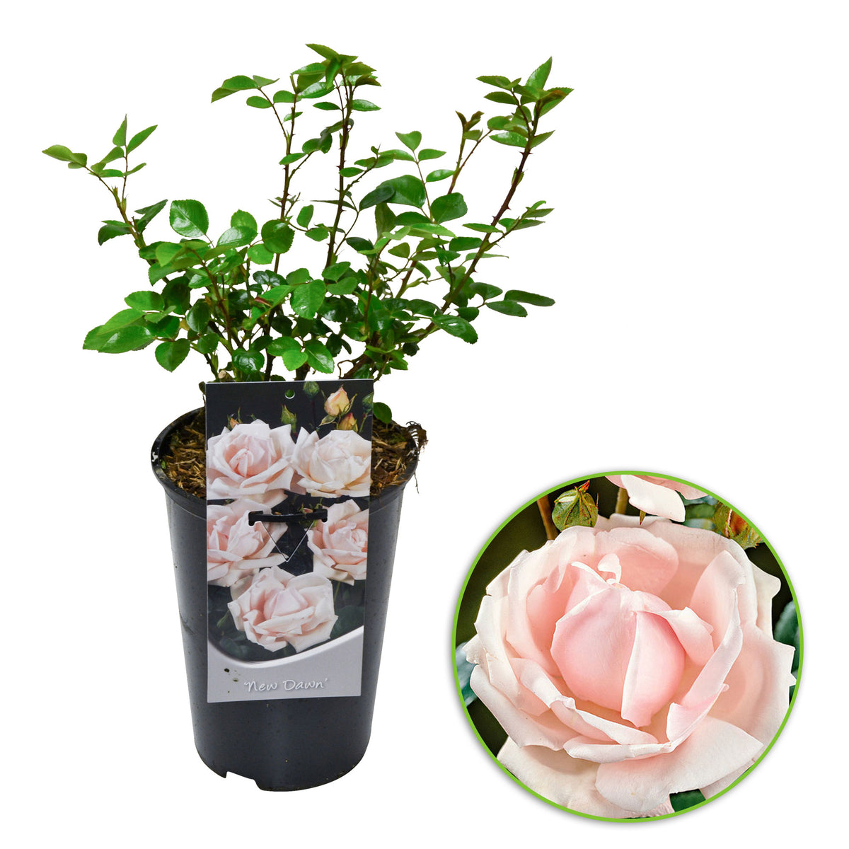 Rose Rosa 'New Dawn'® Pink-Multicoloured - Hardy plant