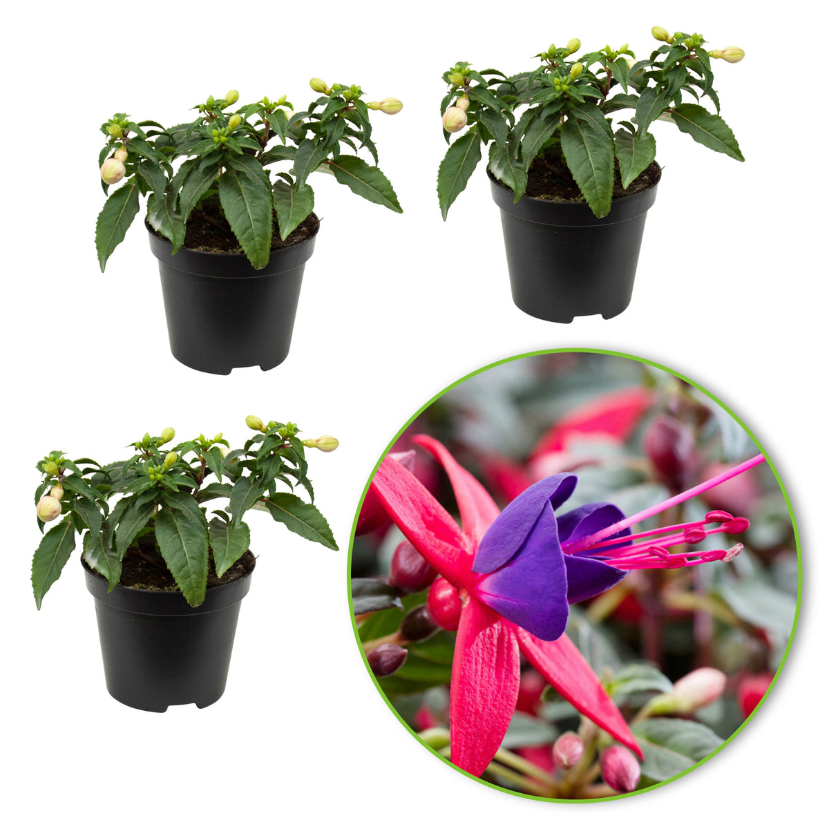 3x Fuchsia 'Sacha' red-purple