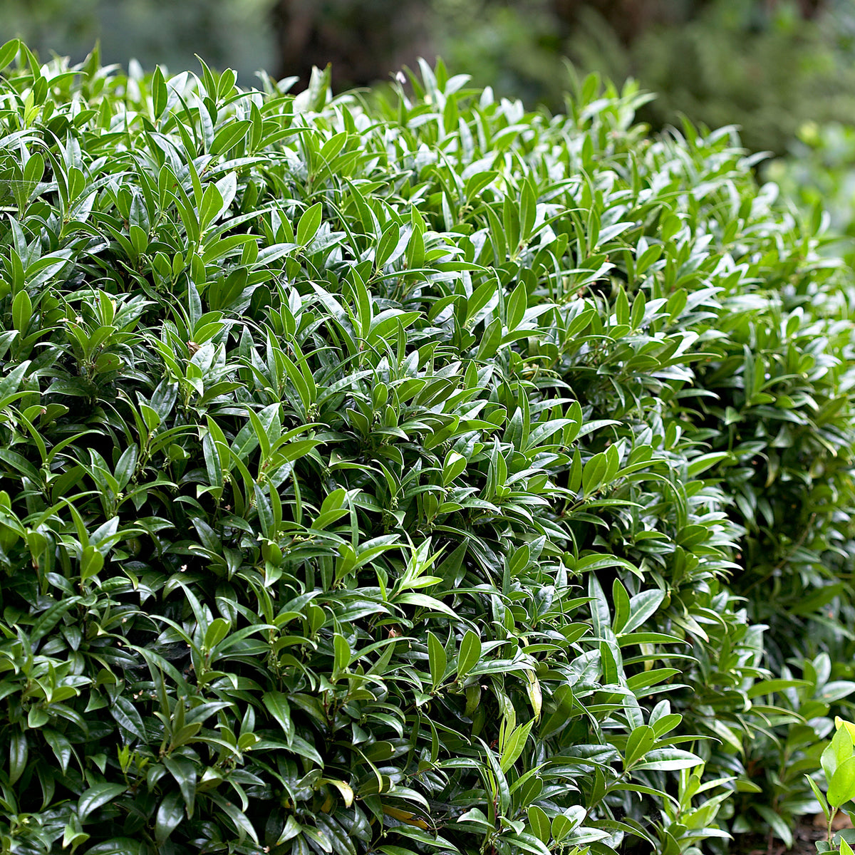 Sarcococca confusa Yellow-White - Hardy plant