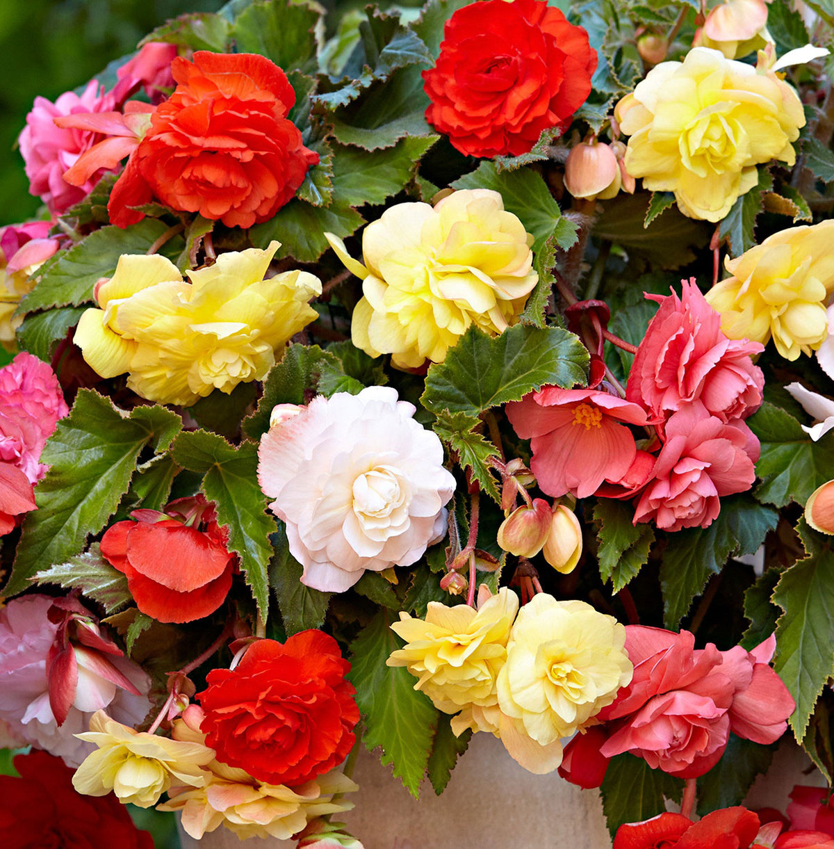 5x begonia - Mix 'Daydreaming'