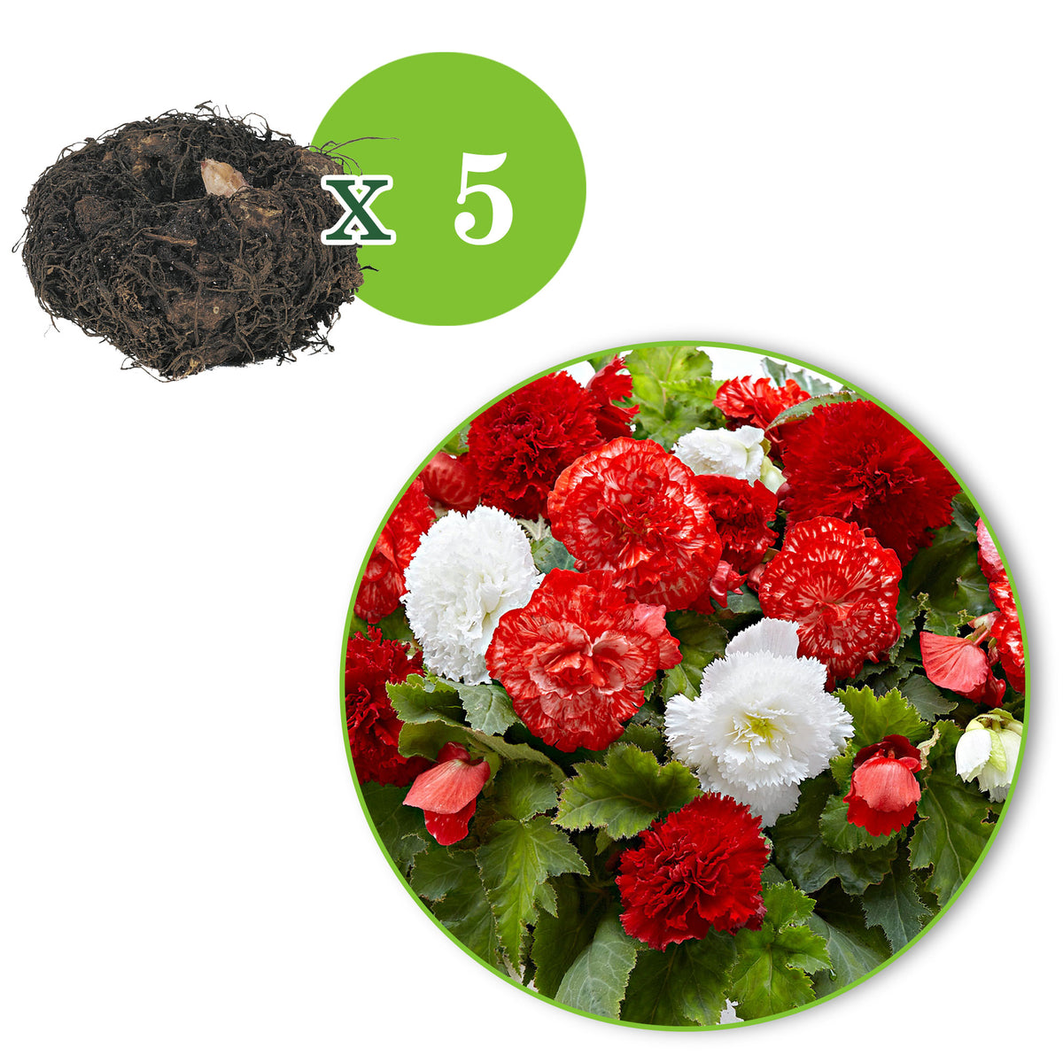 Begonia - Mix 'Mambo' red-white