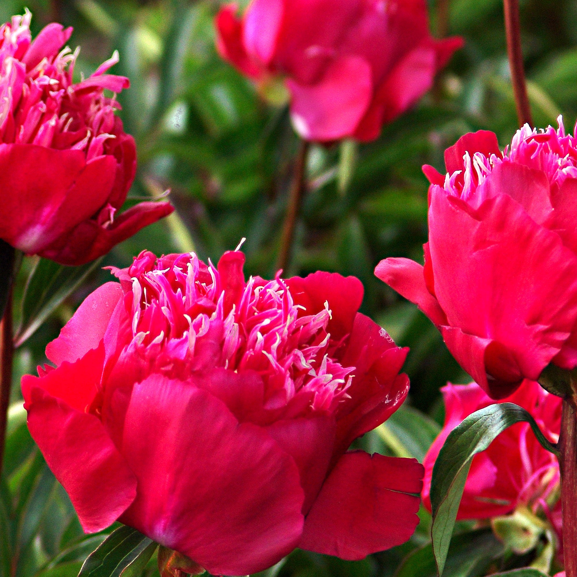 Buy hardy perennial Peonies 'Red Spider' pink - Bare rooted - Hardy ...