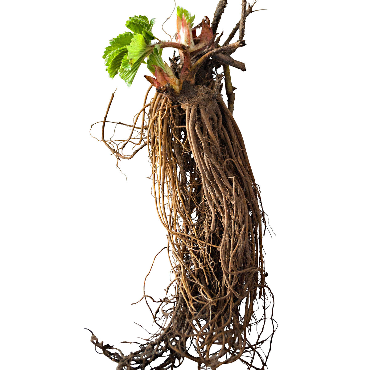 10x Strawberry Fragaria 'Elsanta' red - Bare rooted