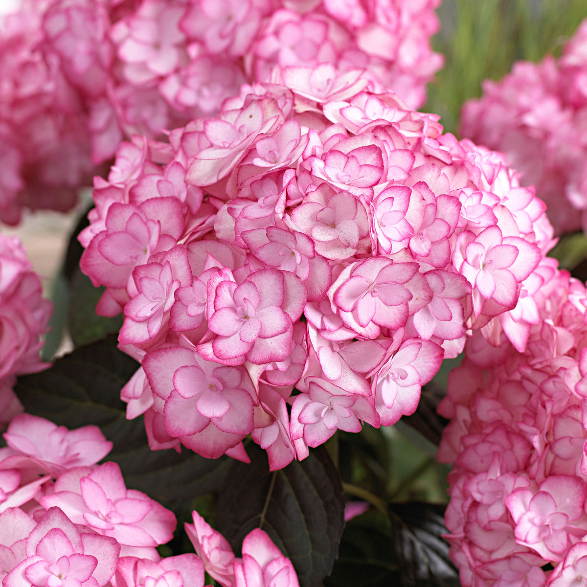 Bigleaf hydrangea Hydrangea 'Miss Saori'® Pink - Hardy plant