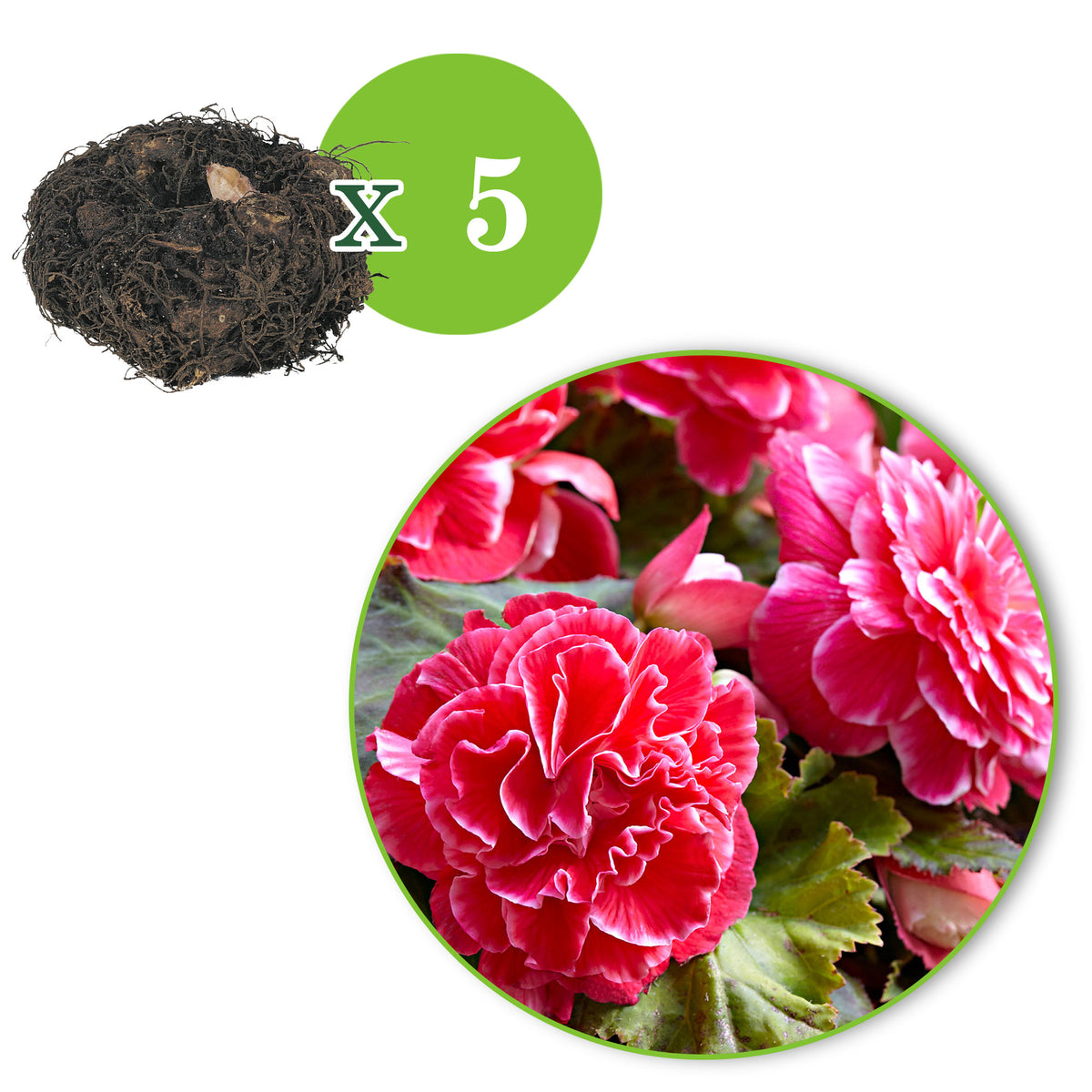 5x Double begonia 'Camelia' pink