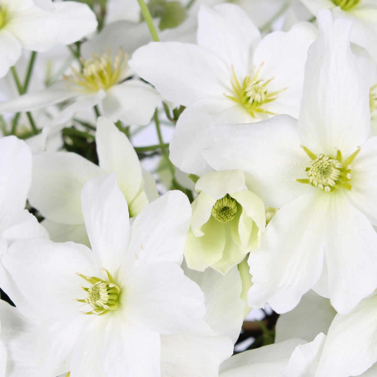 Clematis 'Avalanche' white includes a climbing frame - Hardy plant