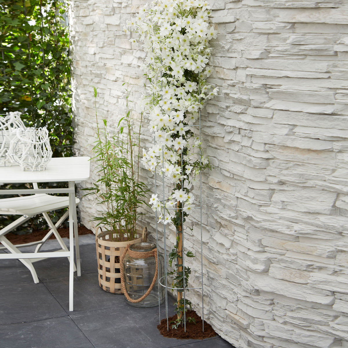 Clematis 'Avalanche' white includes a climbing frame - Hardy plant