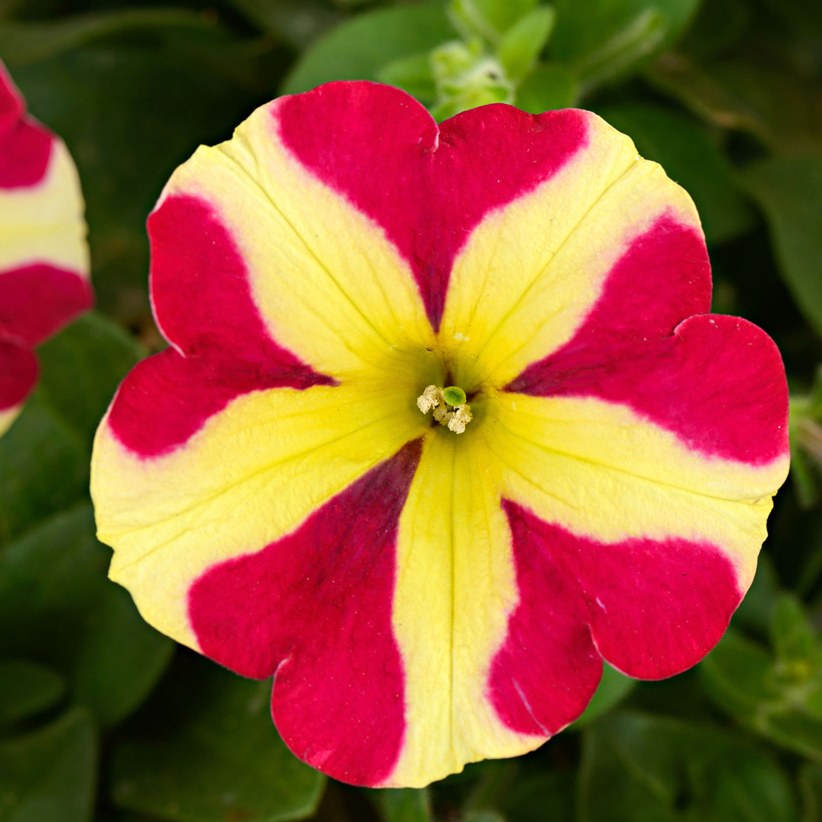 3x Petunia 'Amore Queen of Hearts' yellow-red
